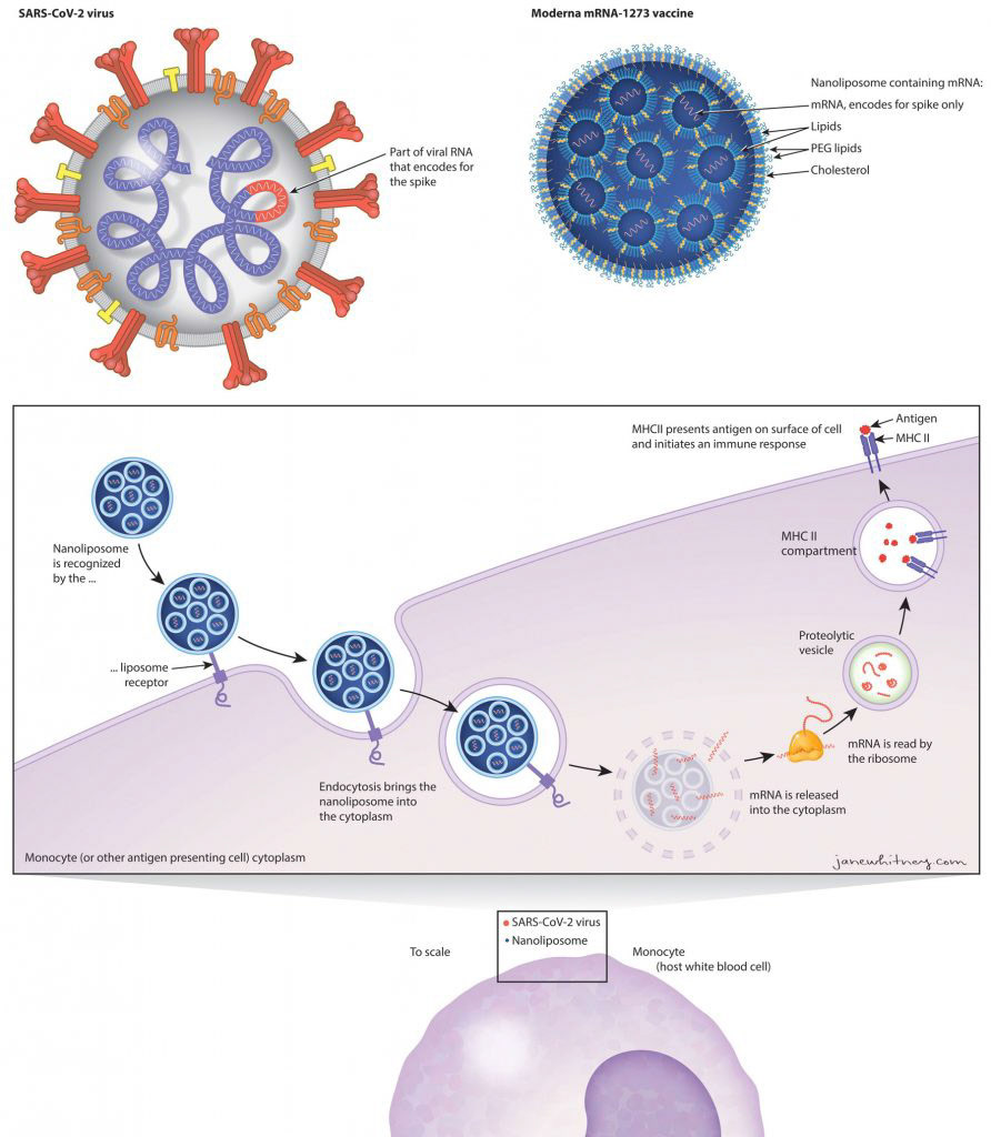 An mRNA vaccine, such as Moderna is testing, uses cell machinery to produce coronavirus spikes for the immune system to recognize and launch a defence against.