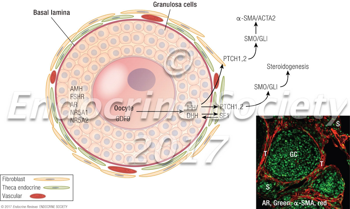 Establishment of the theca cell layer