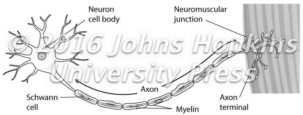 Neuron, neuromuscular junction