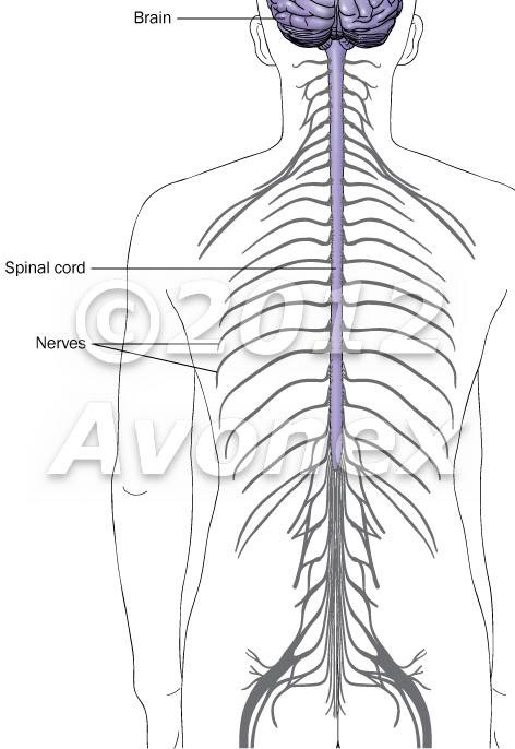 Brian, spinal cord, nerves