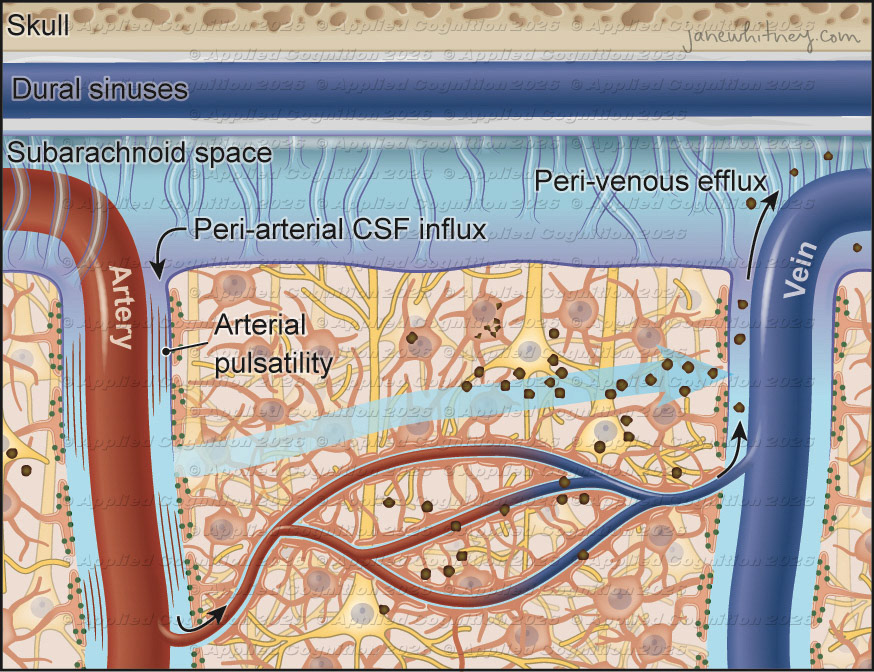 Glymphatic flow schematic