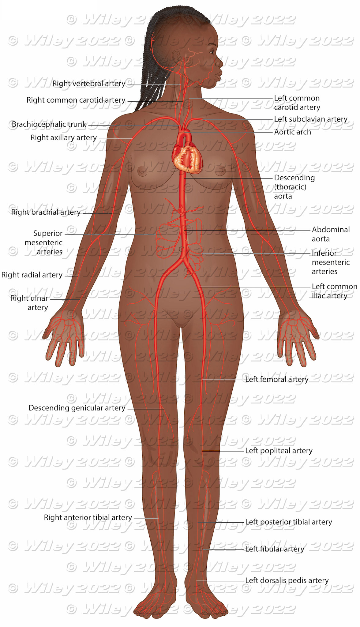 Female circulatory system