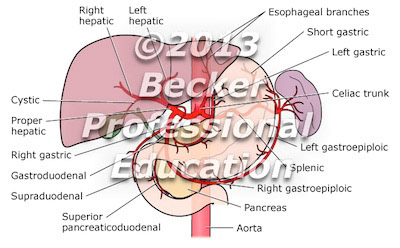 Celiac trunk arteries