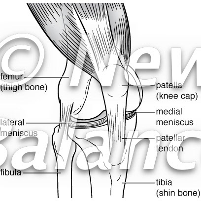 Knee anatomy