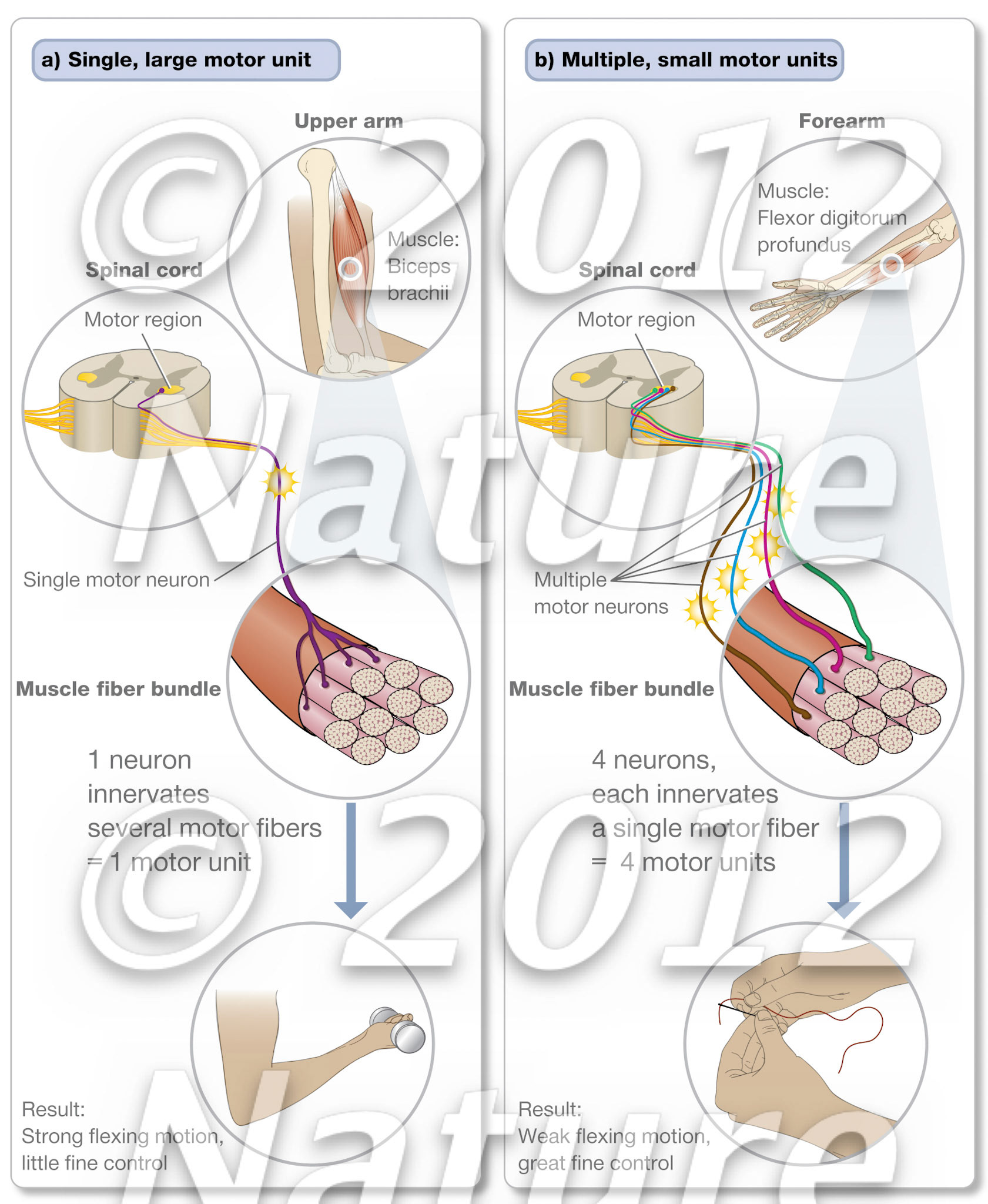 Muscle motor units