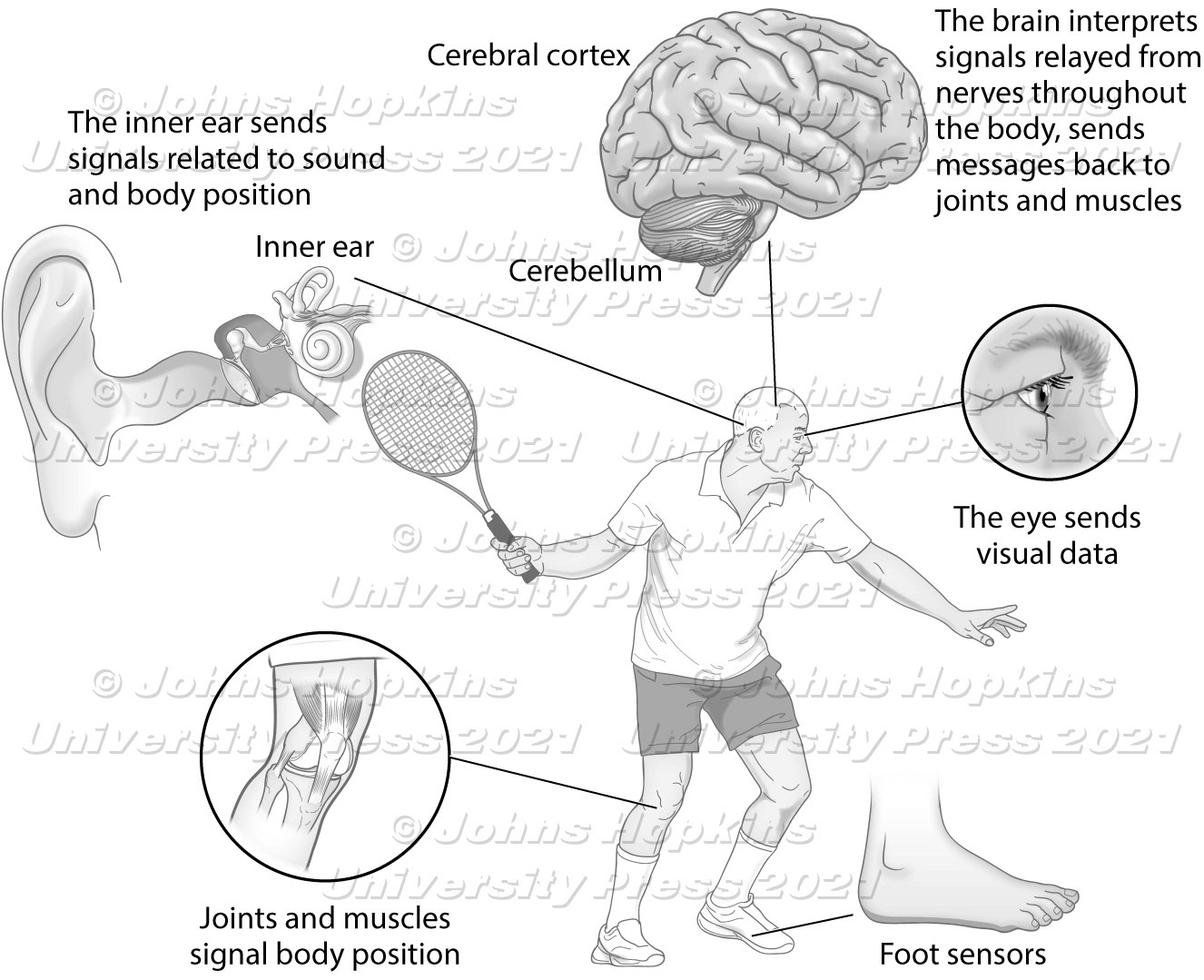 Parts of the body involved in balance