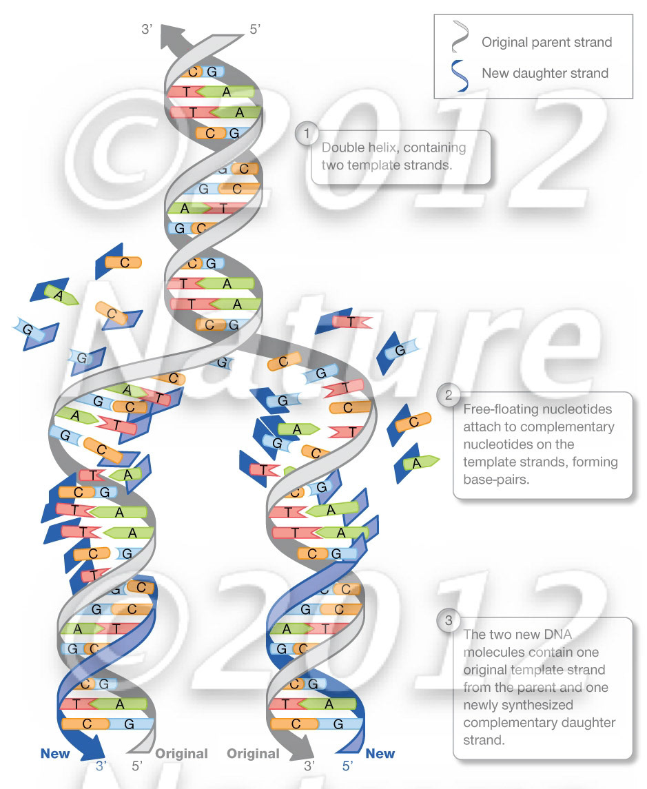 DNA synthesis
