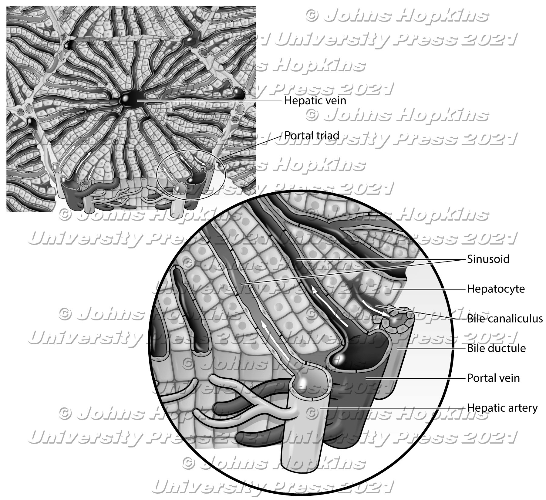 Liver structure
