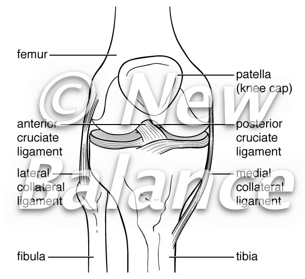Knee ligaments