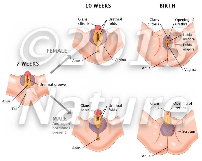 Fetal development sex organs