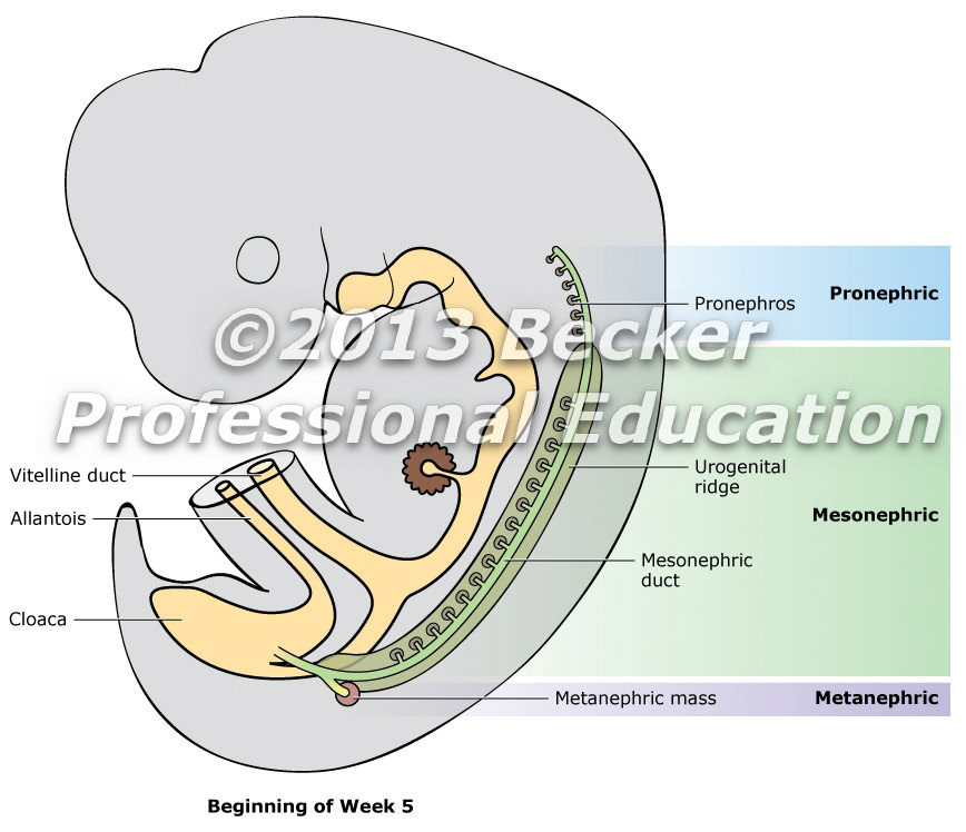 pronephric, mesonephric, metanephric