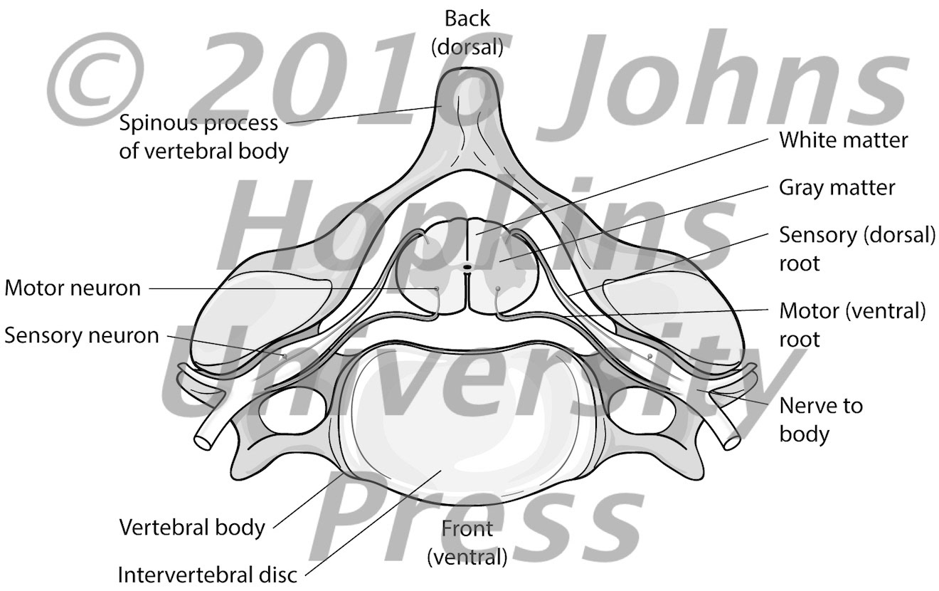 Vertebra and spinal cord, nerves