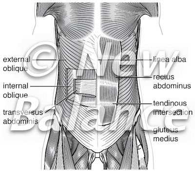 Core muscles, anterior