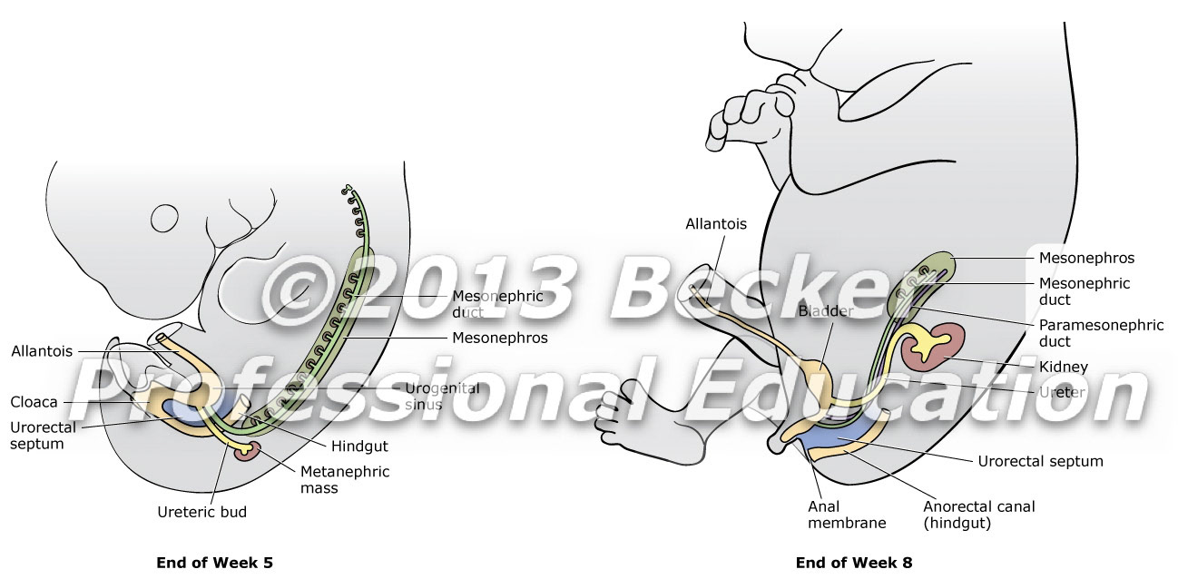 Embryology kidney development