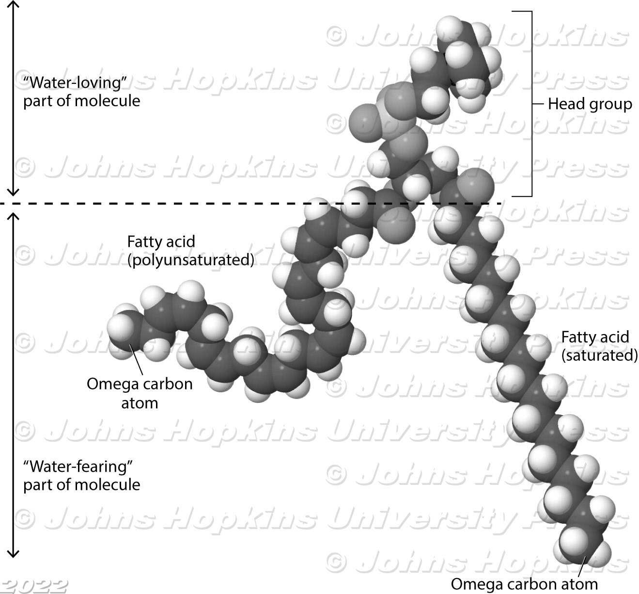 Cell membrane fat molecule