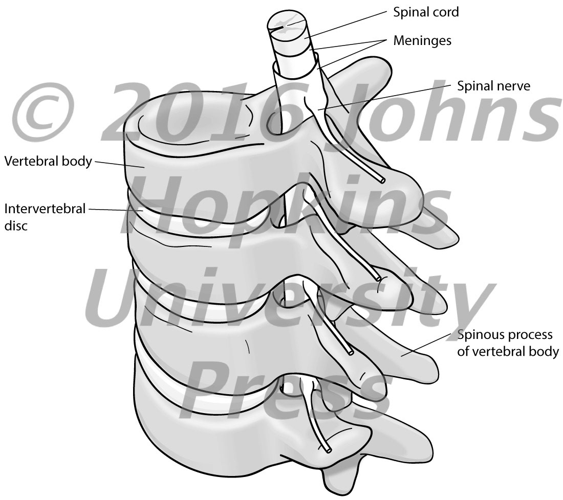 Lumbar vertebrae, spinal cord