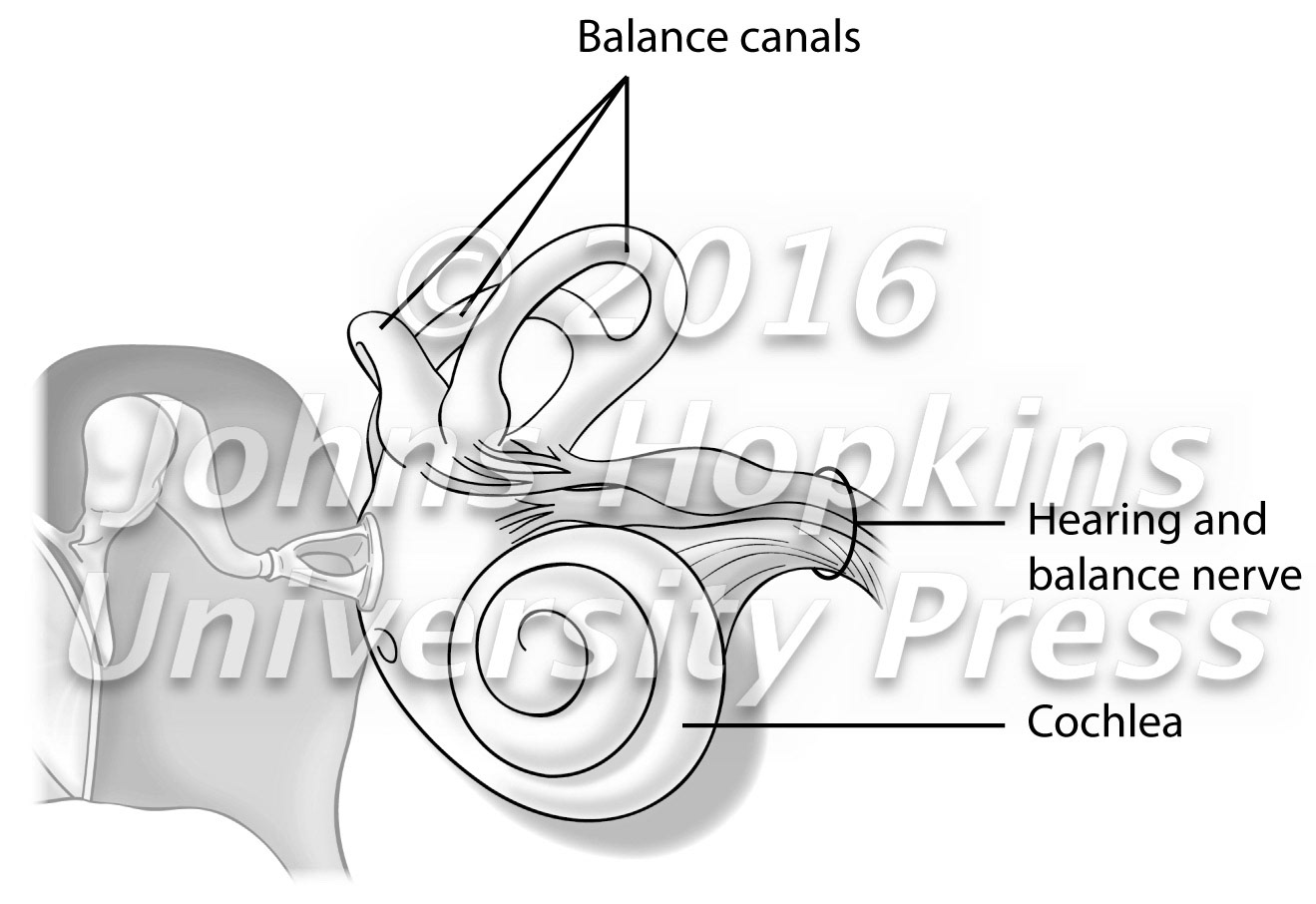 The Inner Ear