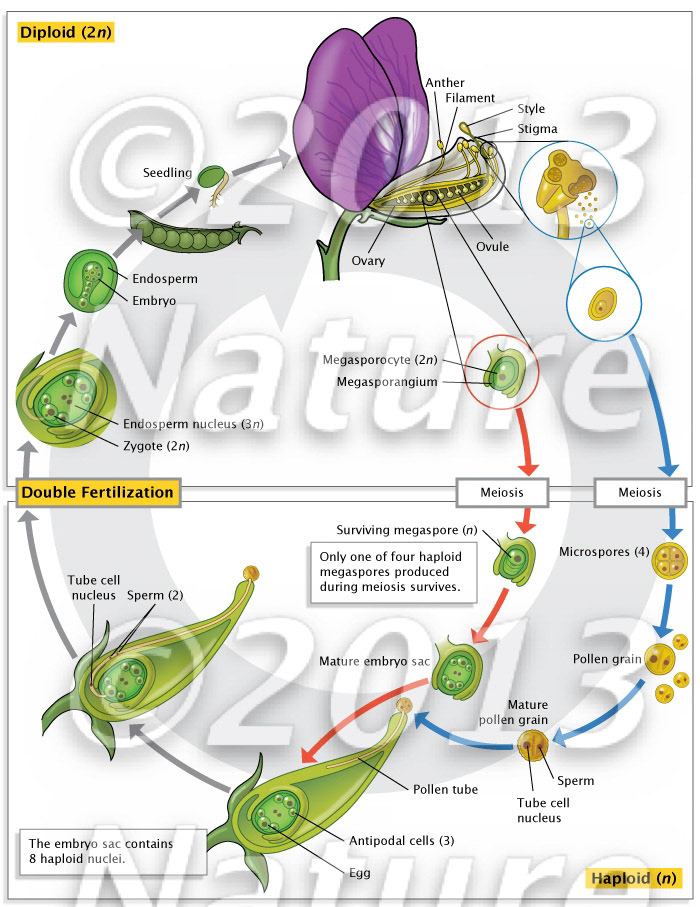 Angiosperm double fertilization