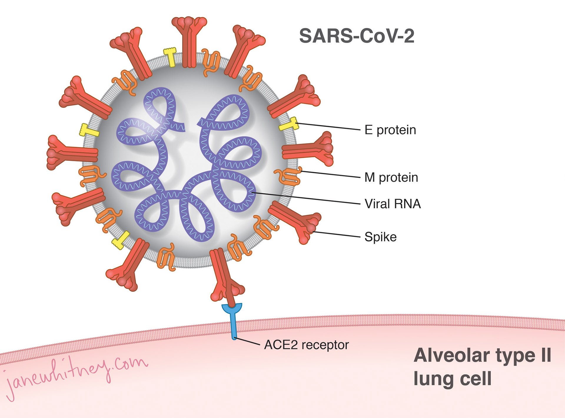 Featured in How to Draw the Coronavirus, the Paris Review, Rebekah Frumkin May 18, 2020