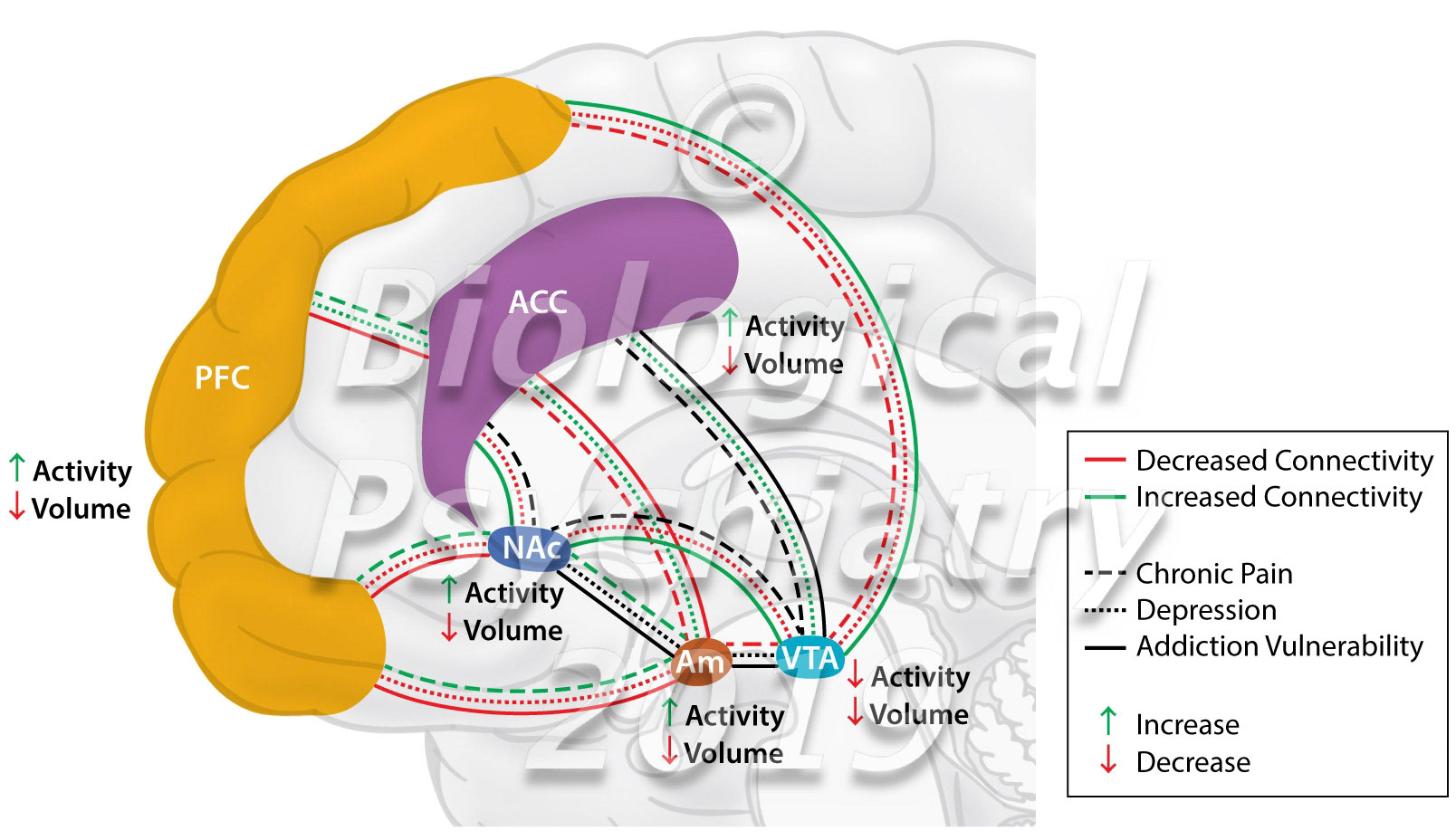 Mesolimbic circuitry