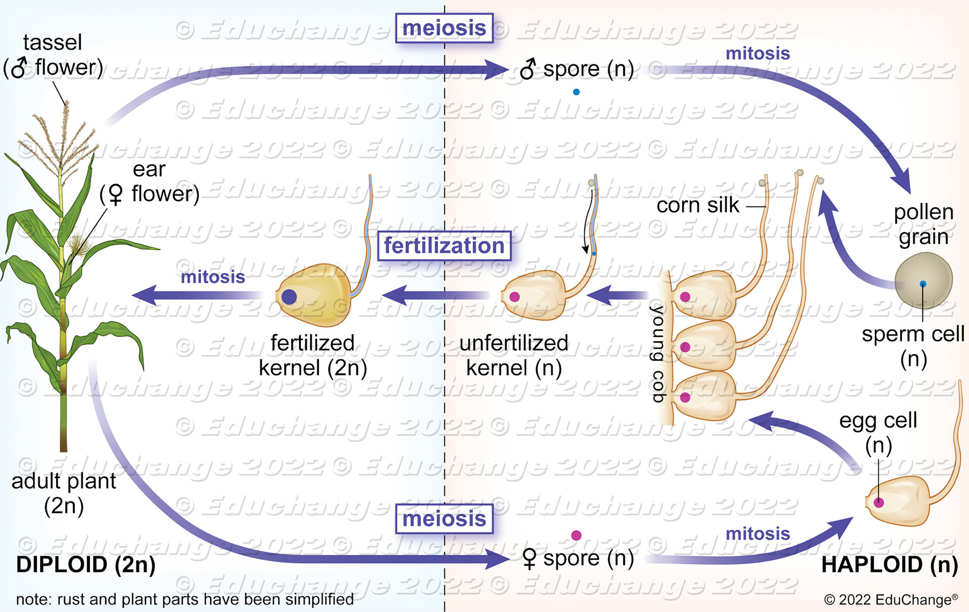 Corn life cycle