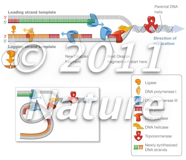 DNA replication proteins, leading, lagging strands