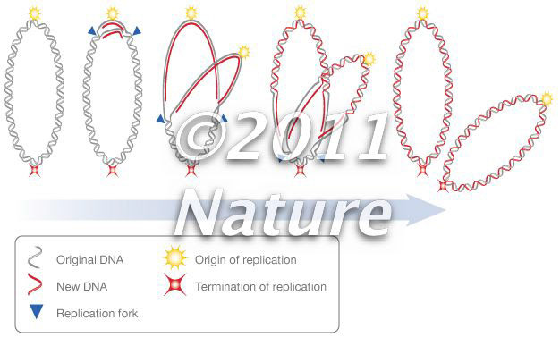 Prokaryote DNA replication bubble