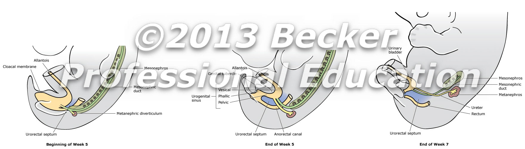 Embryonic urorectal septum development