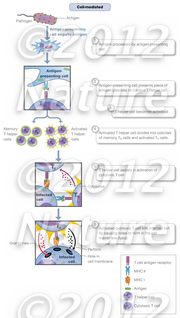 Cell-Mediated immunity