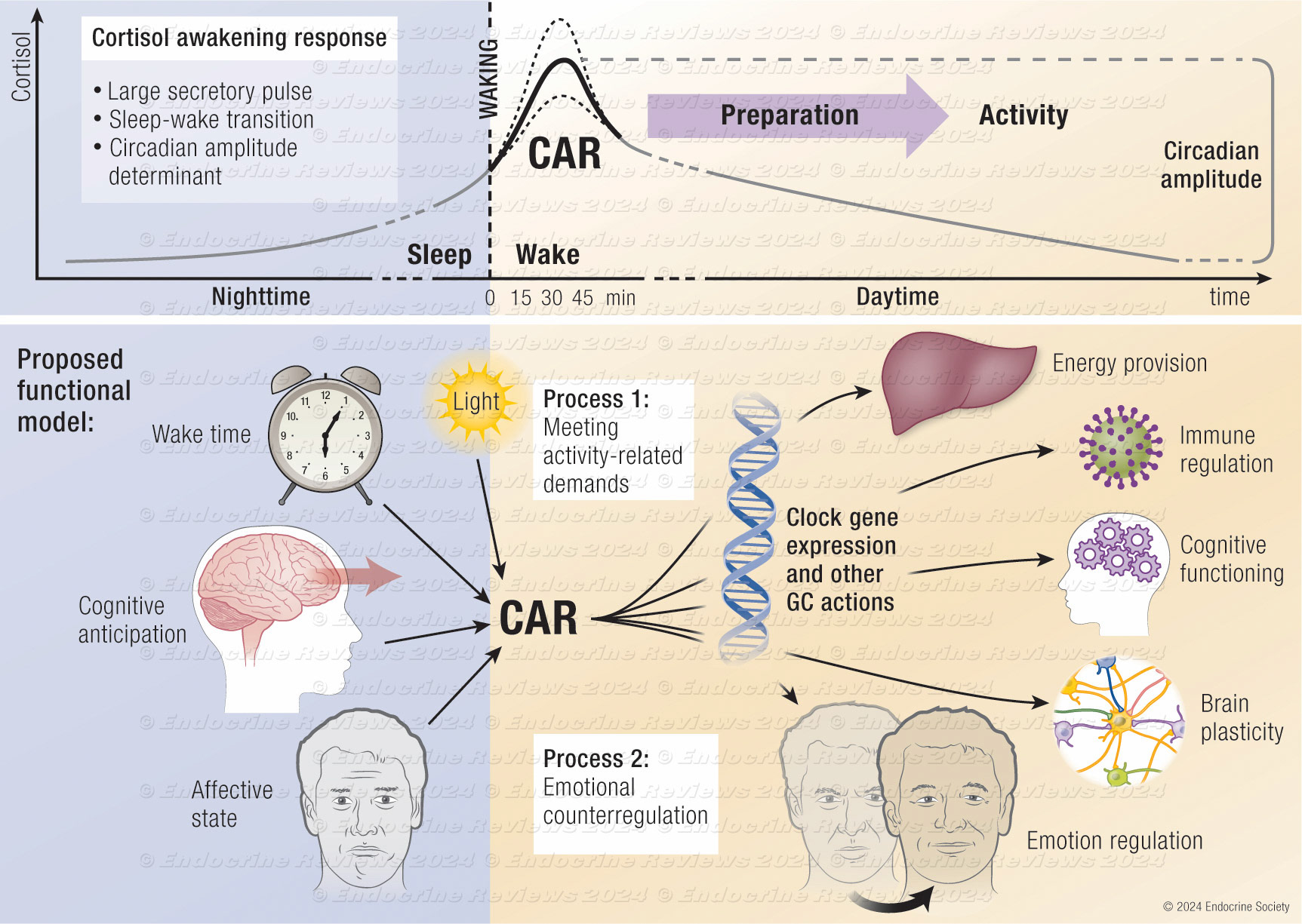 Cortisol Awakening Response
