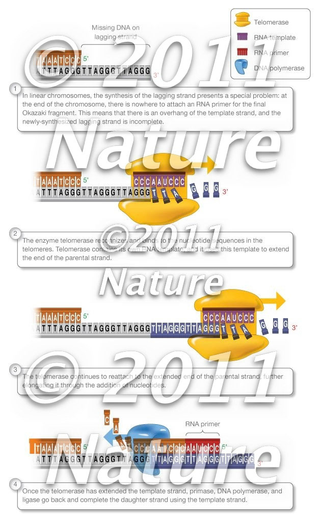 Telomerase enzyme function