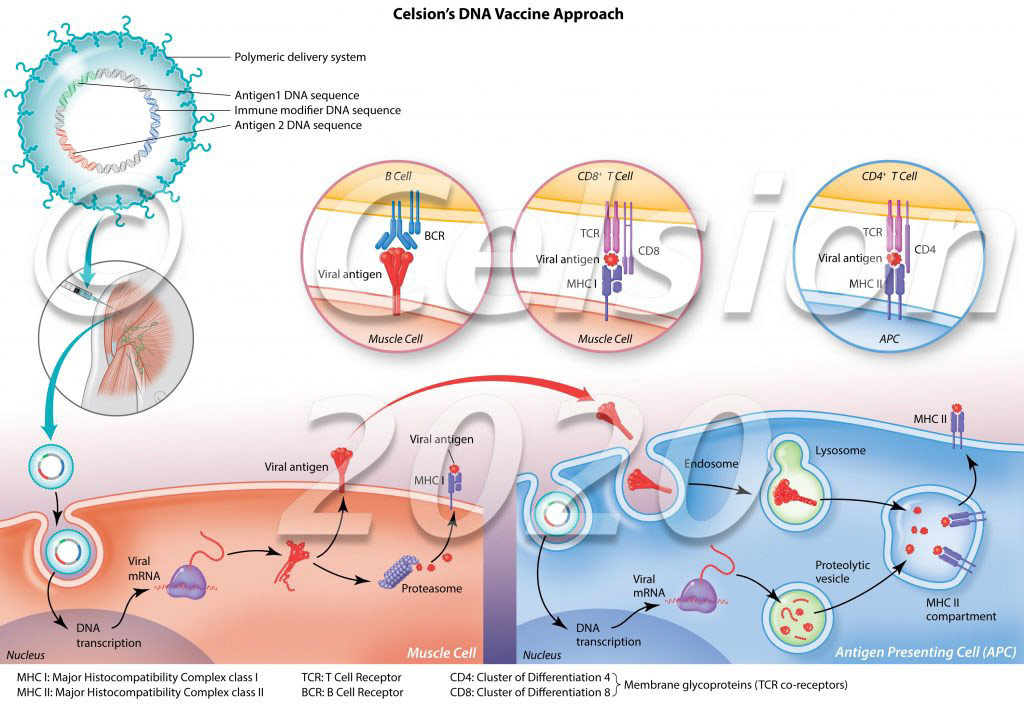 Celsion’s next generation vaccine initiative delivers, on a single plasmid, multiple SARS-CoV-2 antigens in conjunction with a potent immune modifier, interleukin-12 (IL-12), which directs a TH-1 immune response, stimulates T-cell immunity, and also promises the promotion of humoral immunity (antibody response). While most COVID-19 vaccines in late-stage clinical development are monovalent (S protein antigen only), Celsion has taken this multivalent approach in an effort to generate an even more robust immune response that not only results in a strong neutralizing antibody response, but also a more robust and durable T-cell response.