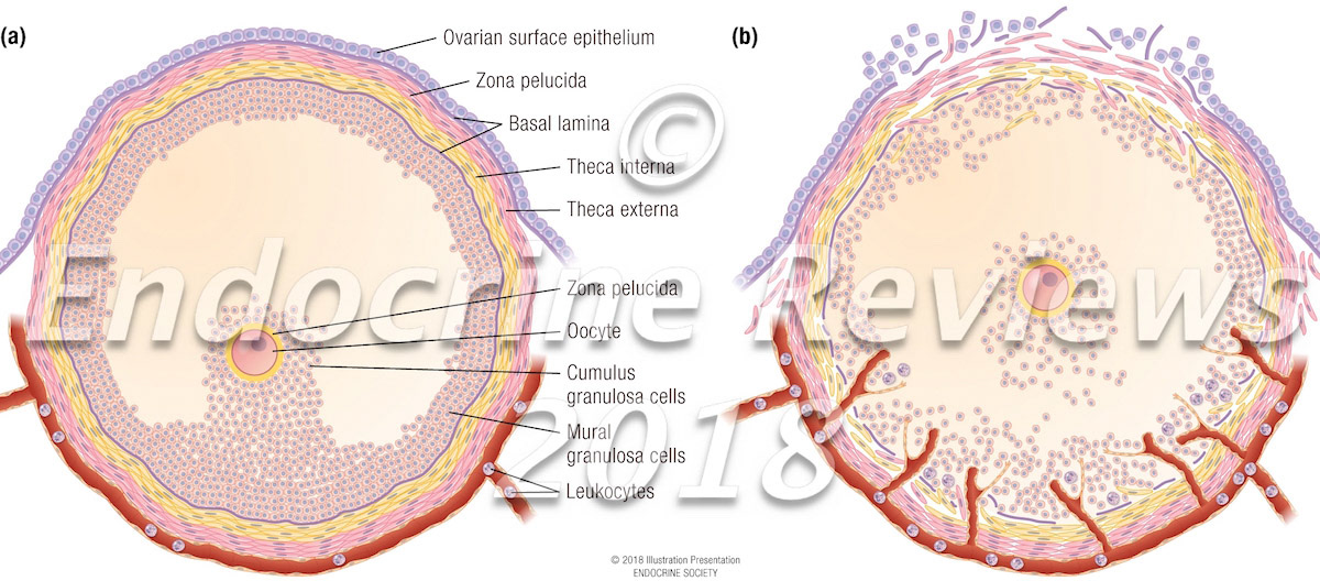 Preovulatory follicle