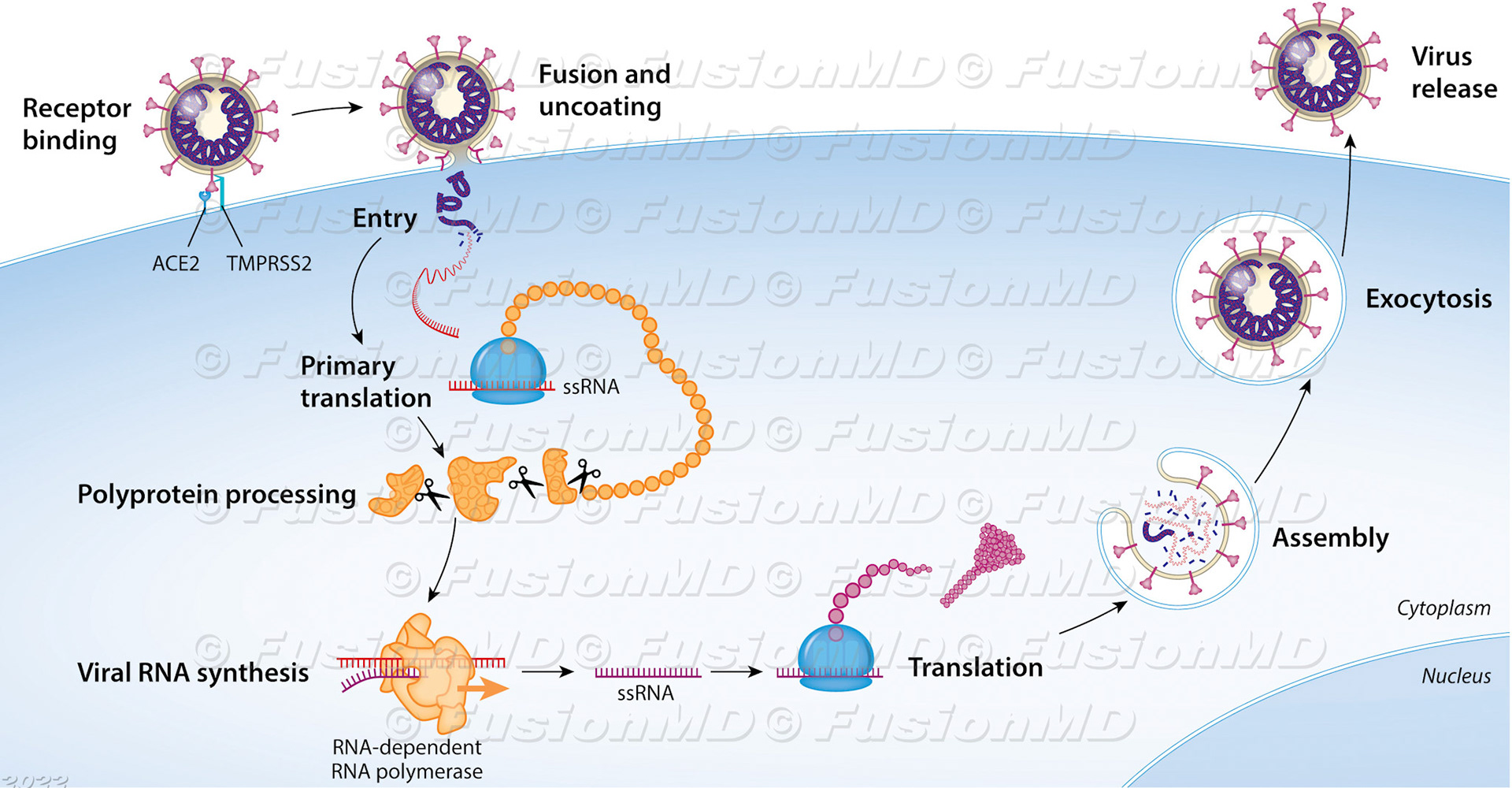 Covid viral replication pathway