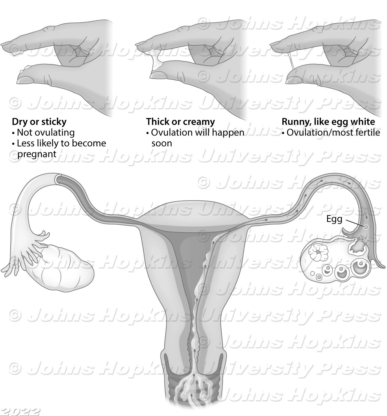Ovulation and the sperm ladder