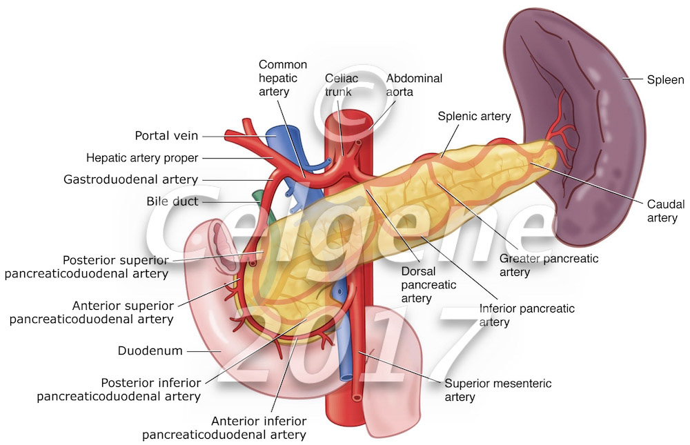 Pancreas and surrounding structures
