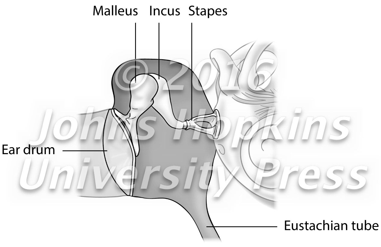 Middle Ear Structures