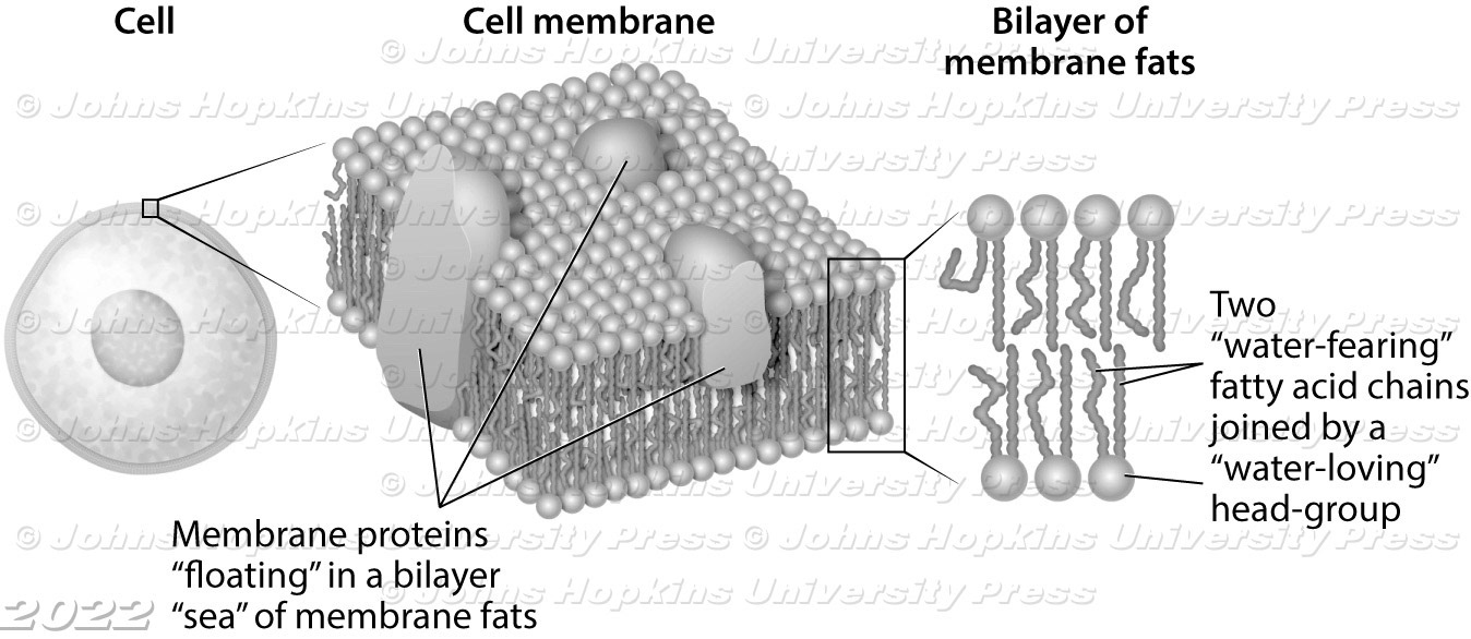 Cell membrane bilayer