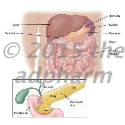 Pancreas and abdominal organs