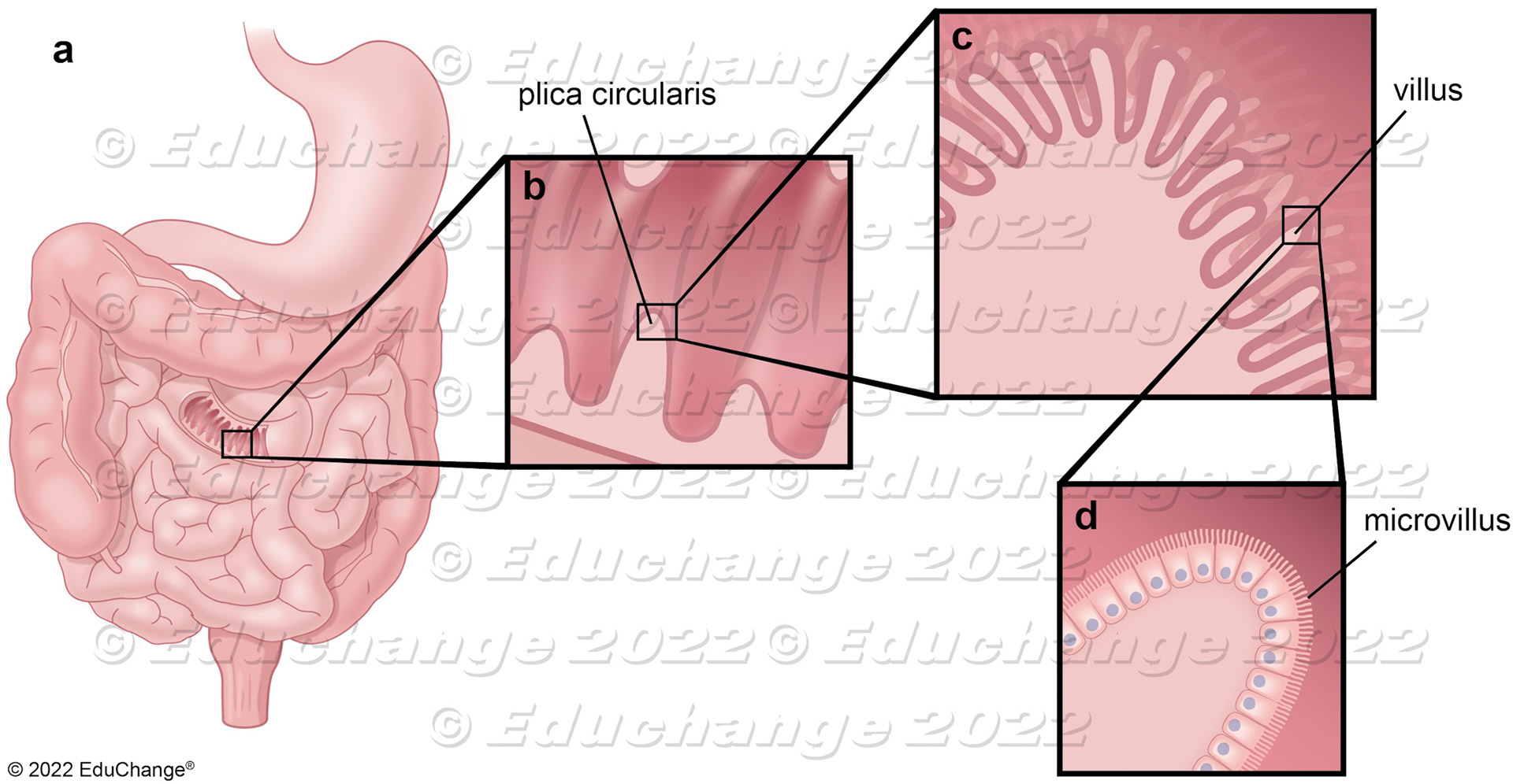 Intestine villa, microvilla