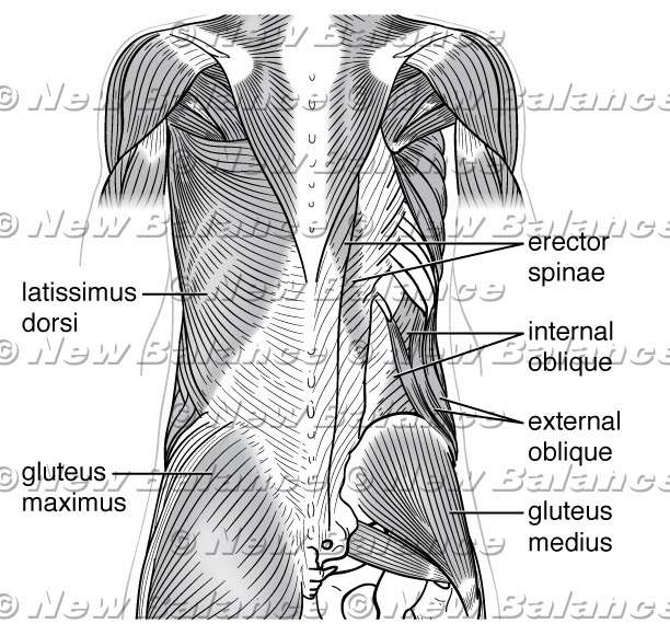 Core muscles, posterior