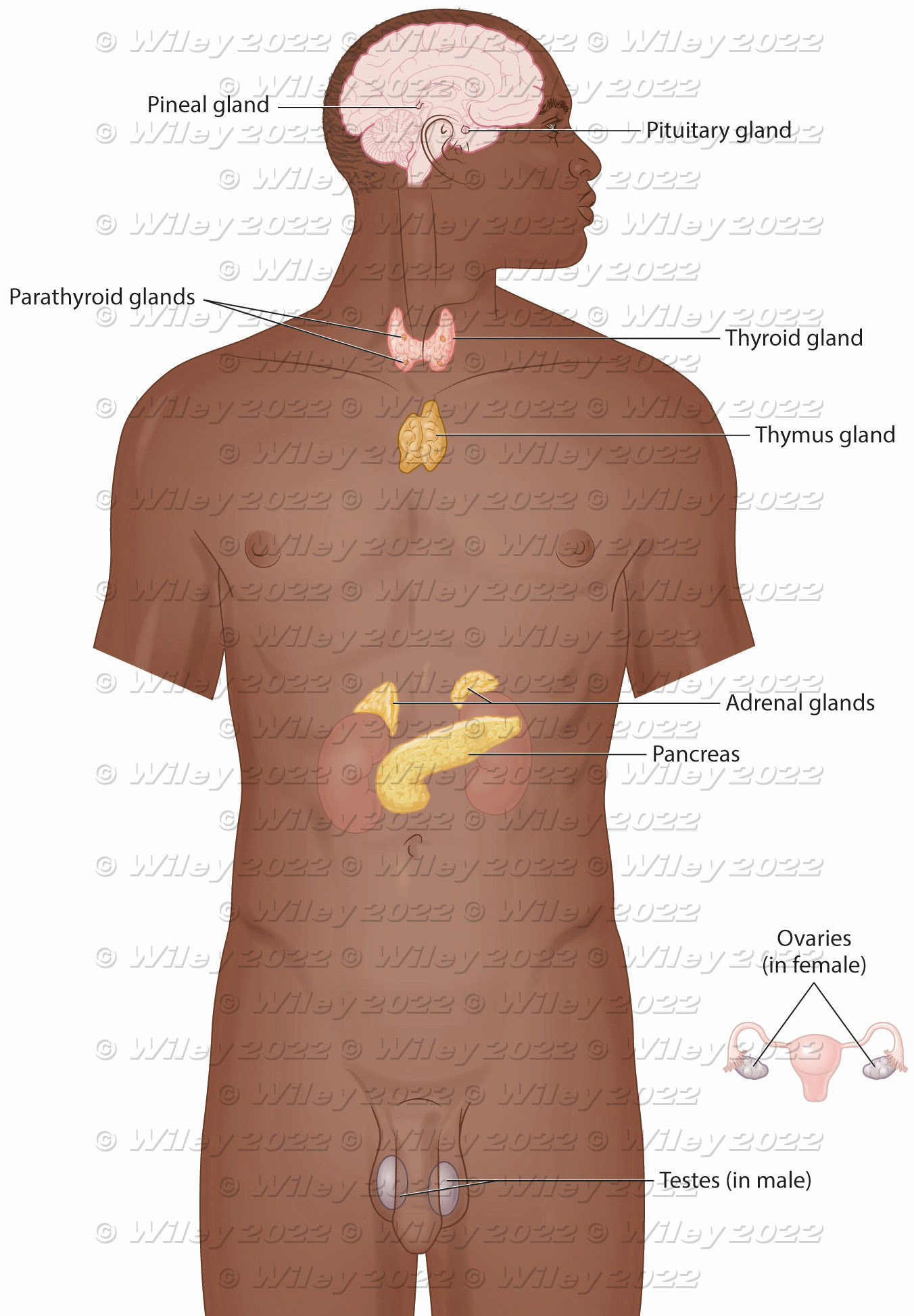 Endocrine system