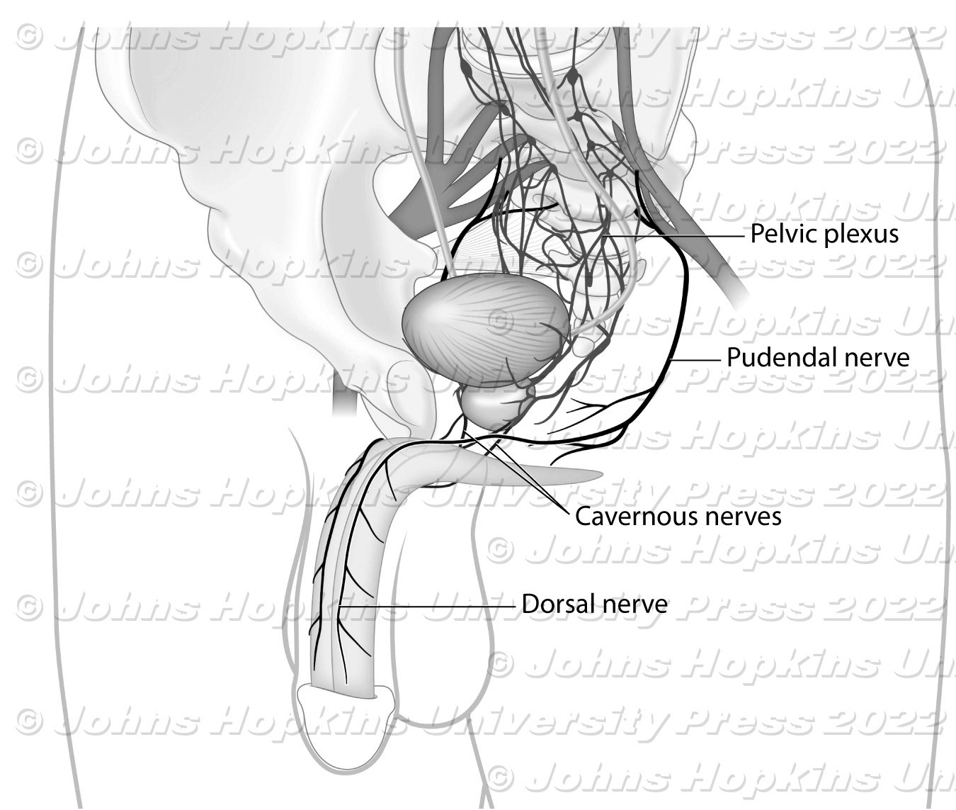 Male pelvic nerves