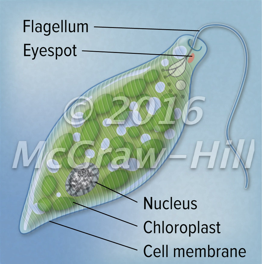 Euglena
