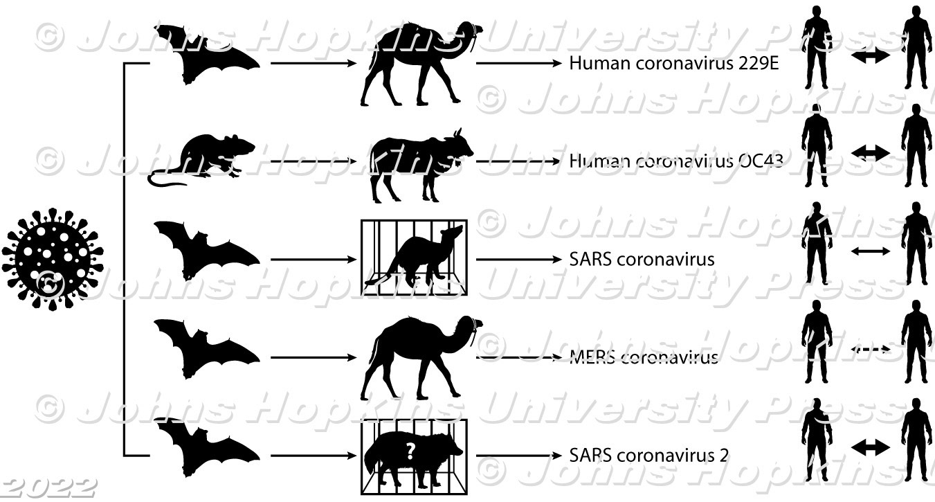 Covid virus possible jump between animals