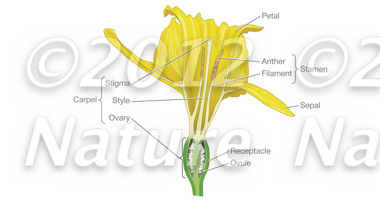 Flower anatomy