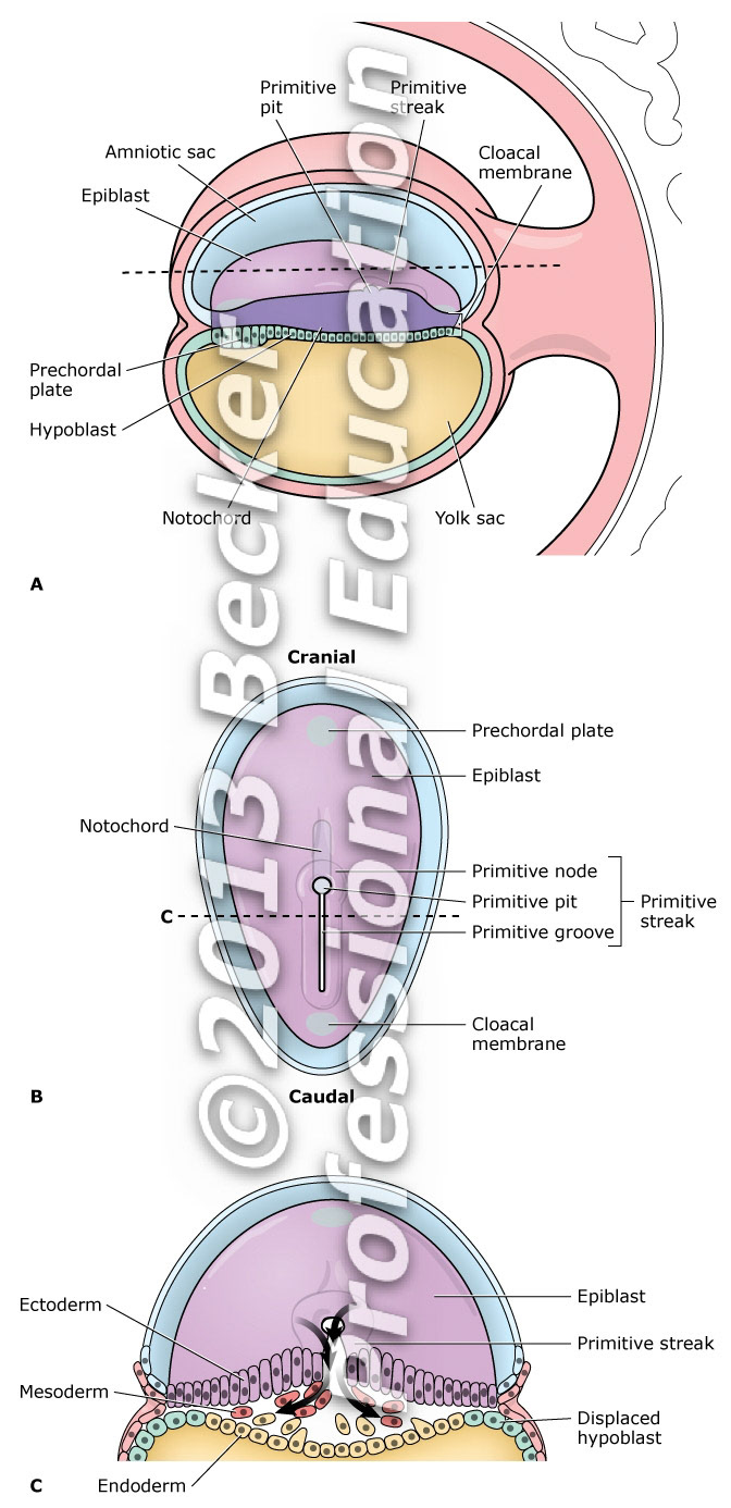 Gastrulation
