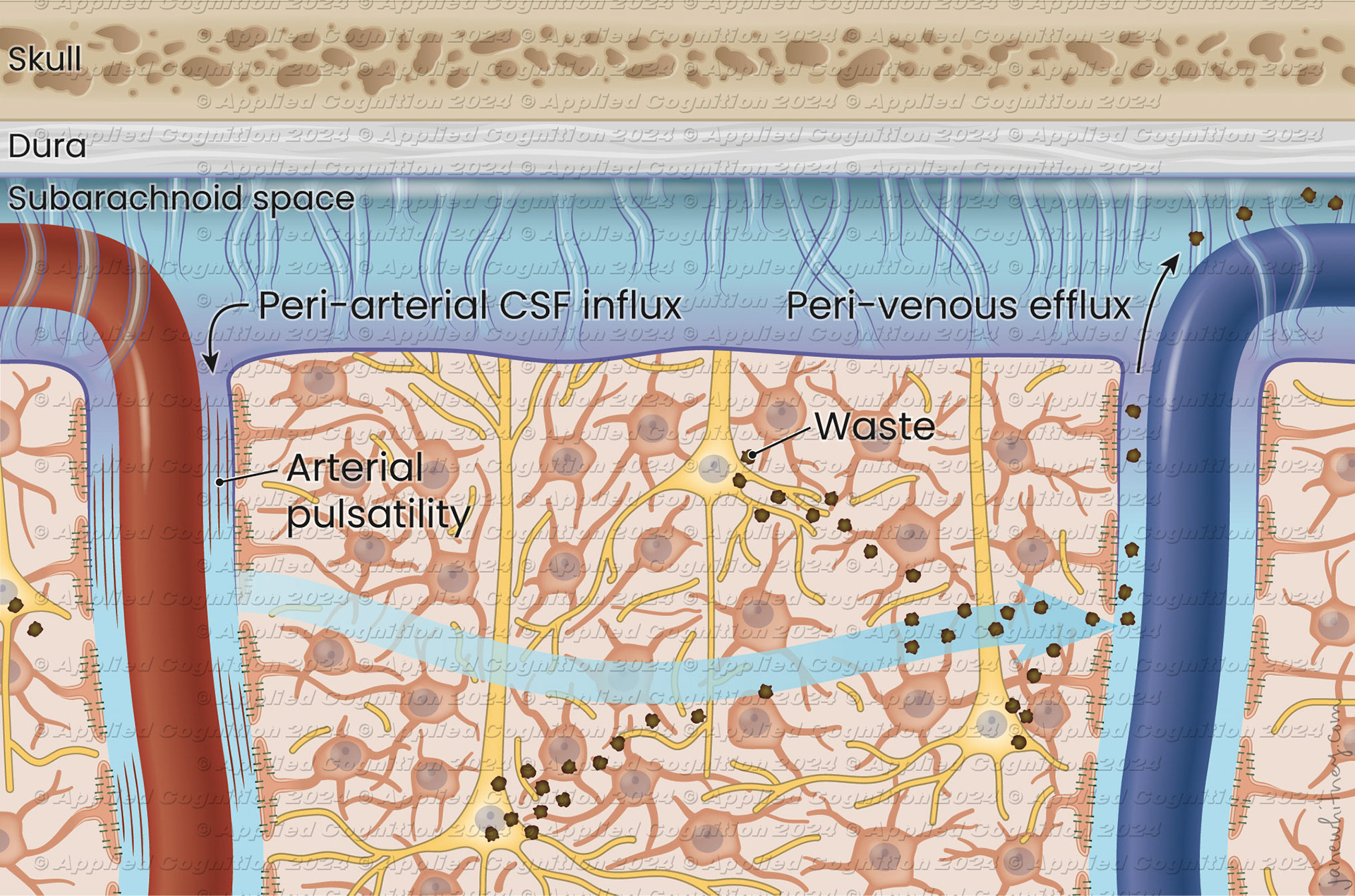 Applied Cognition, glymphatic system