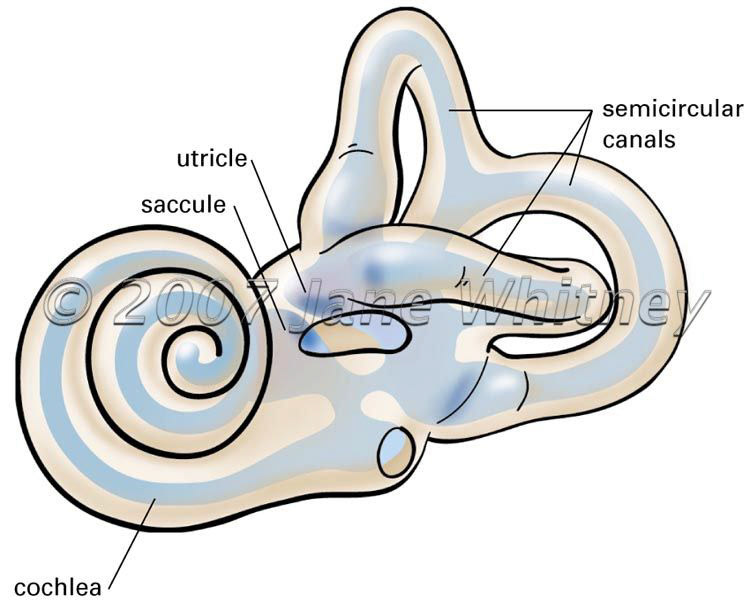 Inner ear
