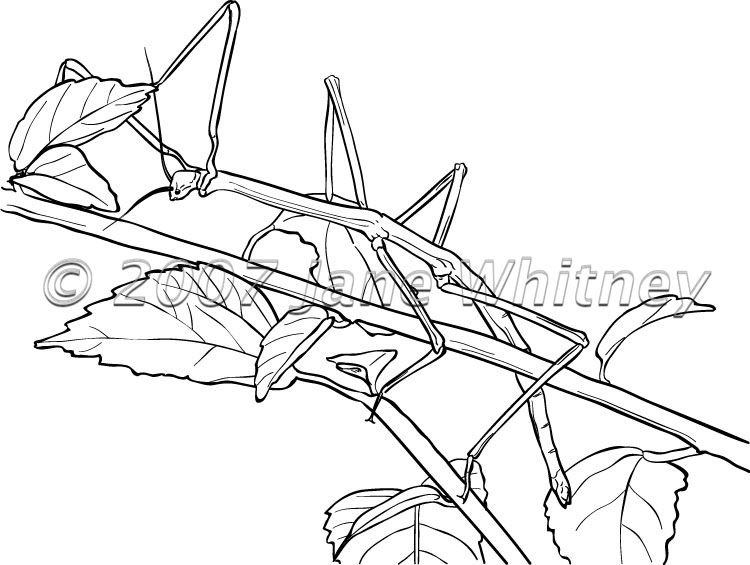 Stick insect